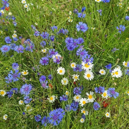 Il Casaletto Di Simonetta Apartmán *